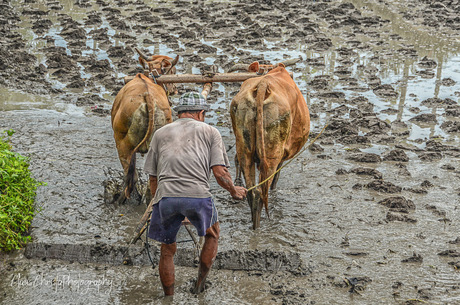 Balineese boer