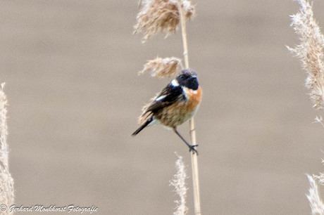 Meneer de roodborst tapuit