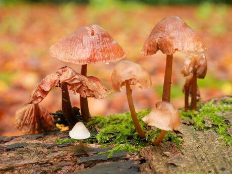 Paddenstoelen