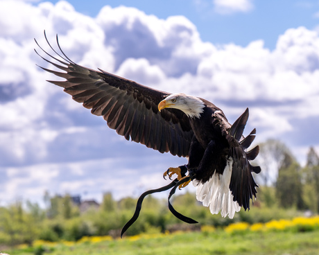 Amerikaanse zeearend 