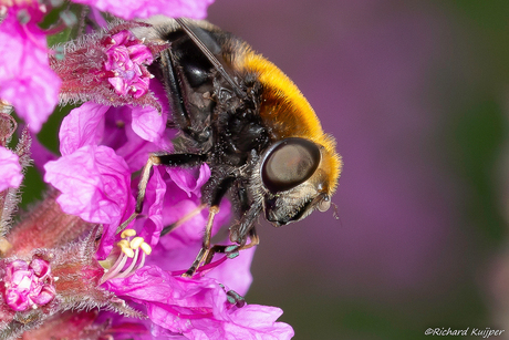 Hommelbijvlieg (Eristalis intricaria)