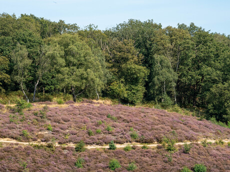 Bloeiende heide II