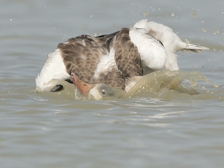 Badderende juveniele bergeend