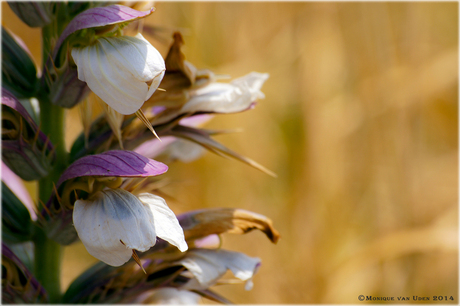 Kreta Flora 2.jpg