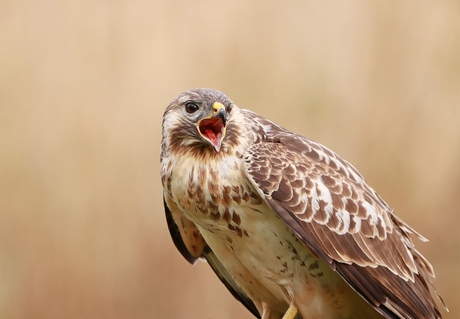 Buizerd