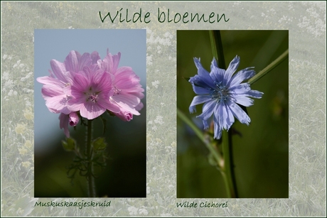 Wilde Bloemen 27