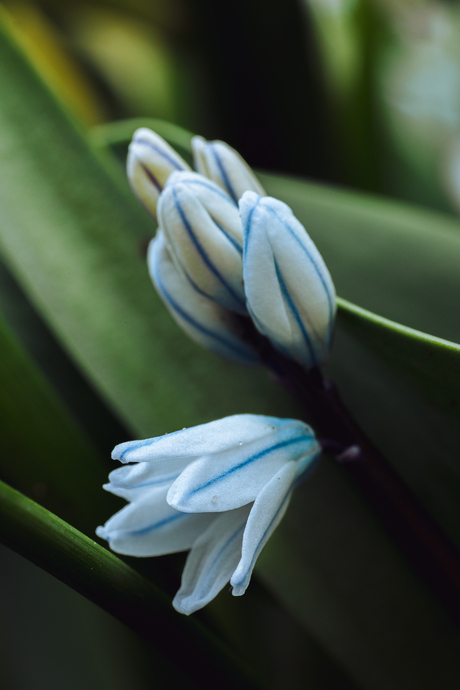 Streephyacint ontwaakt 