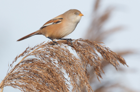 Baardmannetje - Panurus biarmicus