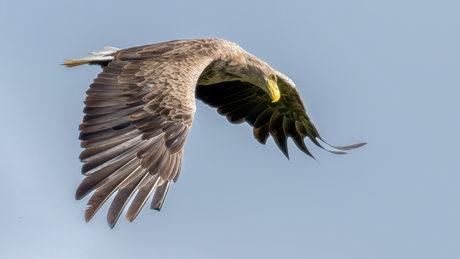 Zeearend - White-tailed Eagle
