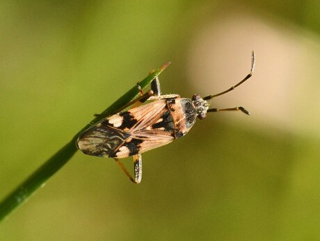 Bonte zandrookwants.