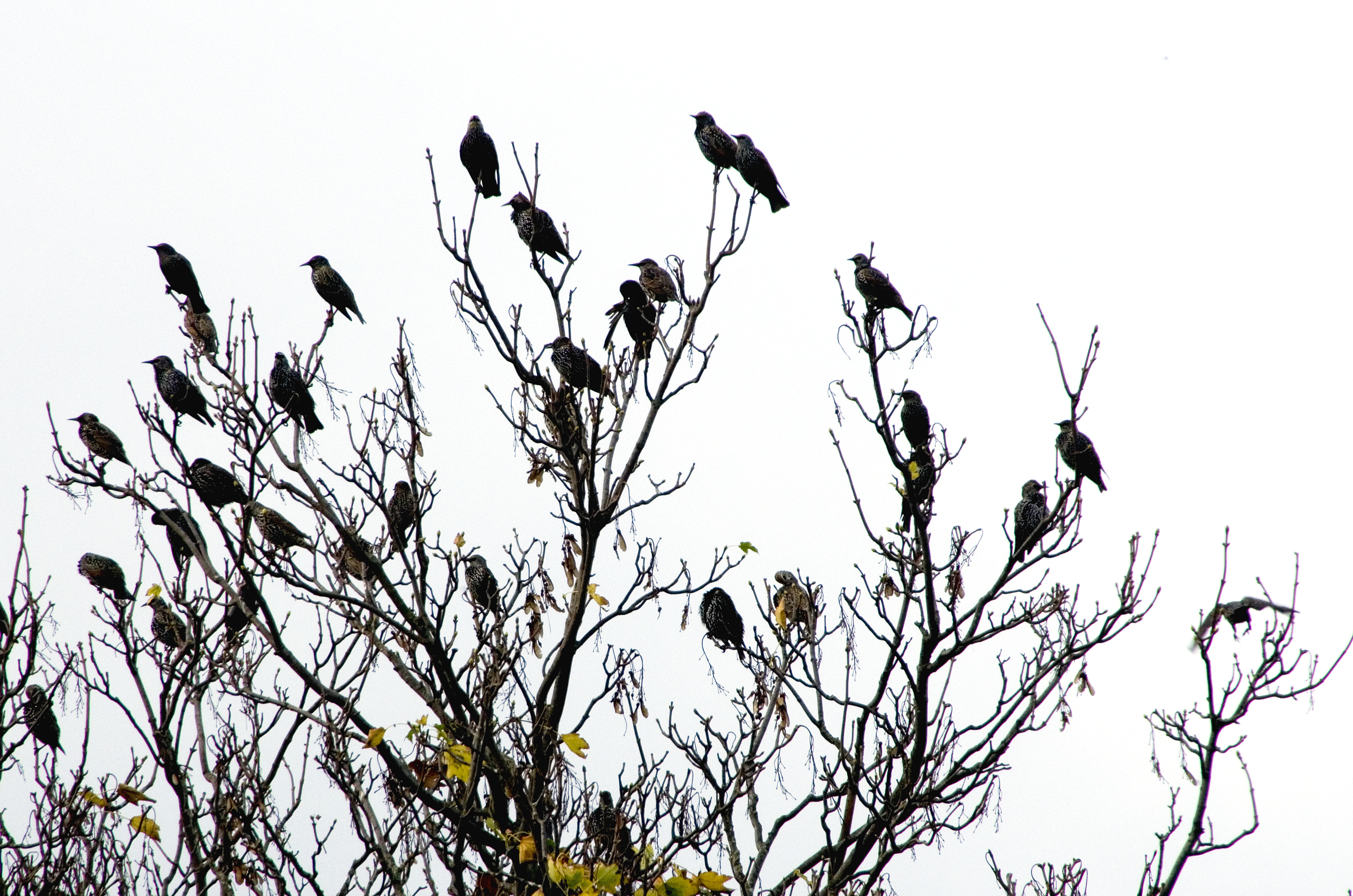 Spreeuwenconcert - Het was niet direct melodisch te noemen, maar ze zaten wel met kopjes de zelfde kant uit. - foto door w.zijlstra10 op 01-11-2022 - locatie: Hulten, Nederland - deze foto bevat: spreeuwen, pentax, pentax k-5, iso 500, diafragma ƒ/13, sluitertijd 1/200s, brandpuntafstand 200mm, takje, tak, vogel, lucht, boom, bloeiende plant, plant stengel, natuurlijk landschap, neerstrijkende vogel, dieren in het wild