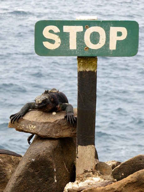 STOP! Galapagos hagedis