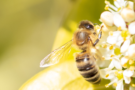 Bij op zoek naar nectar