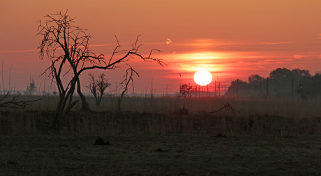 Oostvaardersplassen:Zonsopkomst