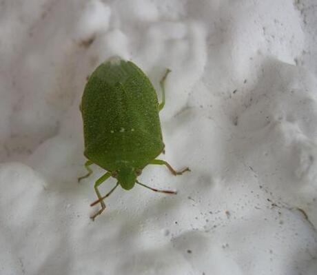 Little green bug