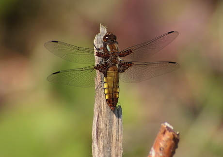 Platbuik Libelle