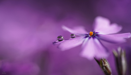 Waterdruppeltjes op een phlox