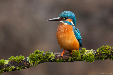 IJsvogel gaat er mooi voor zitten