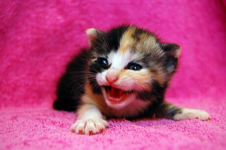 Kitten in Pink