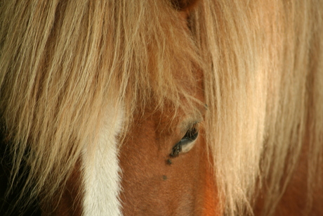 paard in natuurgebied Kampina