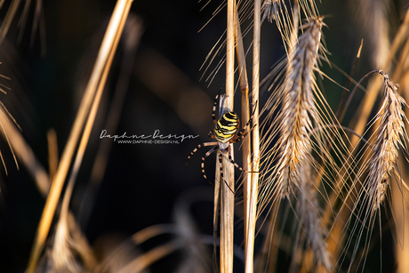 Argiope bruennichi | Wespspin