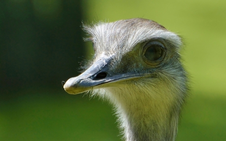 Struisvogel portret
