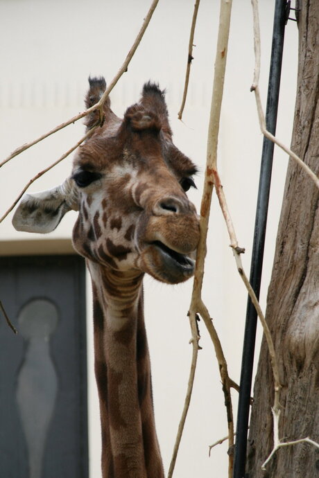 antwerpen zoo