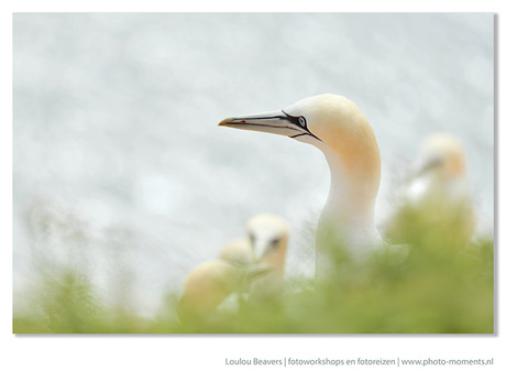 The Helgoland watchmen