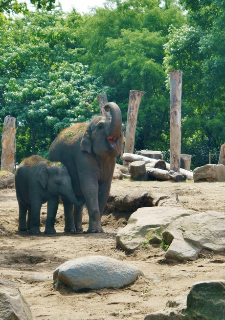 Blije moeder olifant