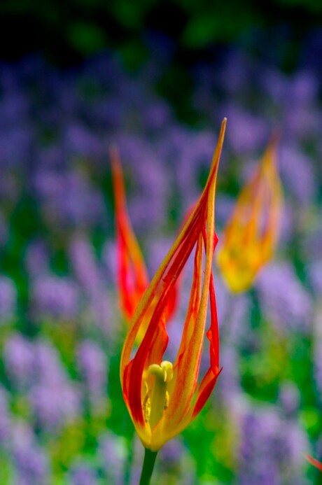 Keukenhof