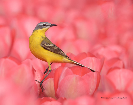 Gele Kwikstaart op tulpen