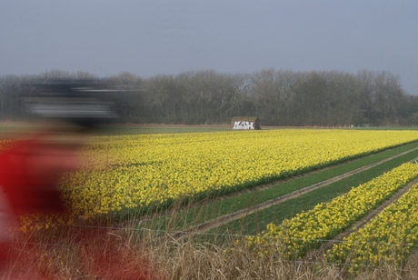 naar de bollen