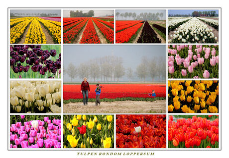 Tulpen rondom Loppersum