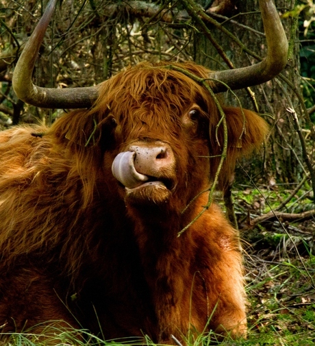 Schotse Hooglander betrapt!