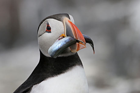 Puffin