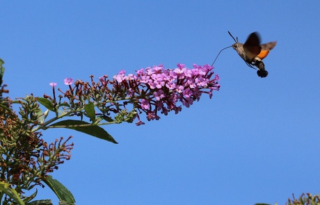 Kolibrievlinder in Duiven (1)