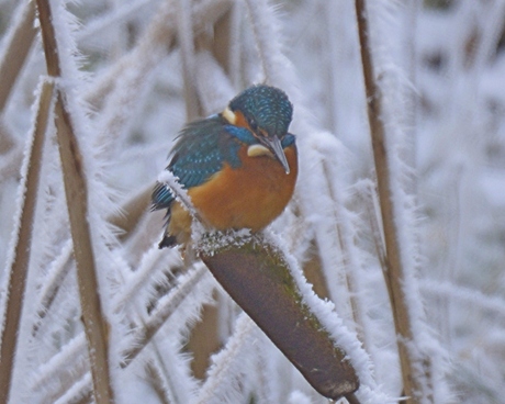 ijsvogel man