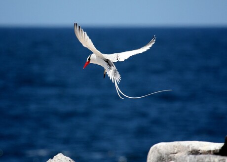 Red-Billed Tropic Bird