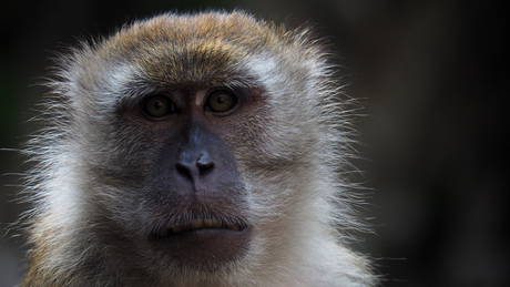 Monkeyface - Kuala Lumpur, Malaysia