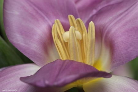 BD6B29C2-B587-4921-9A2E-CED3A8EA031E - Tulp - foto door Marie-Antoinette op 30-01-2019