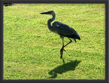 Reiger