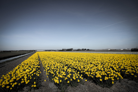 Bollenstreek