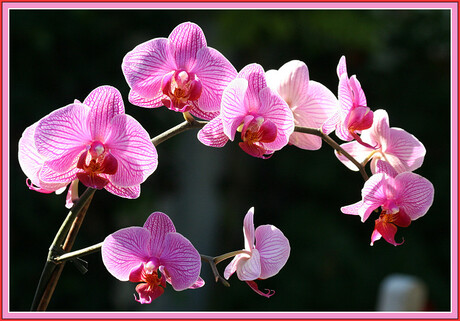 Orchidee