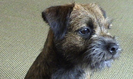 Border Terrier