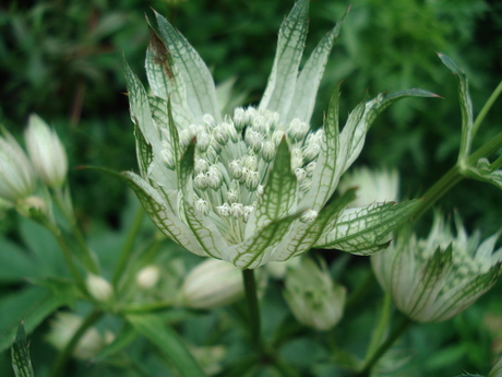 Astrantia