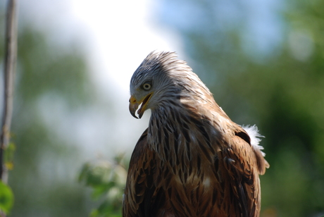 Roofvogel