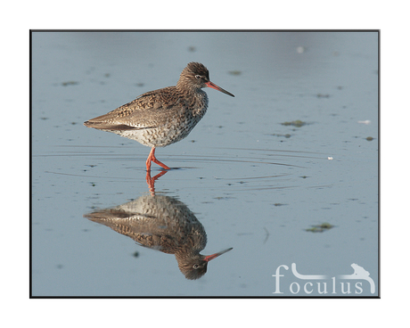 tureluur op wandel