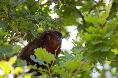 Monkey Avifauna