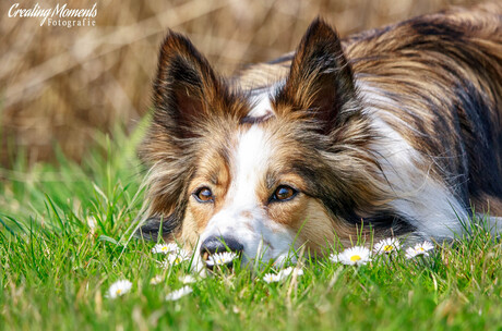 Sniffing the daisy's