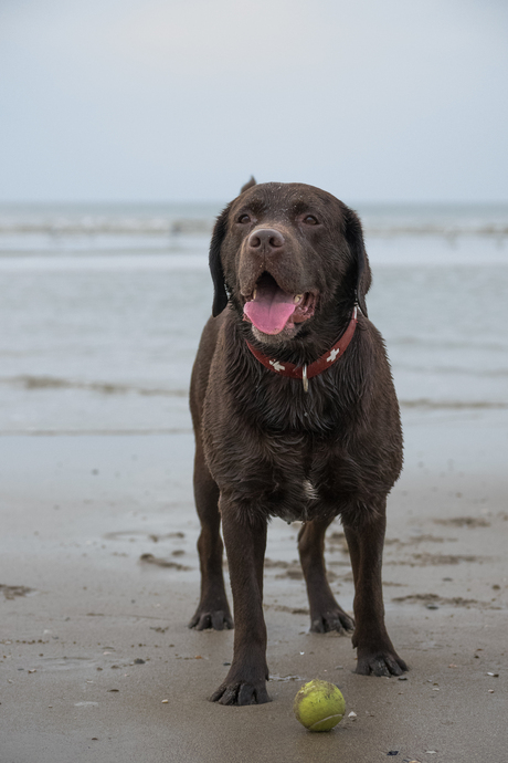 Hond Bruno strand Texel